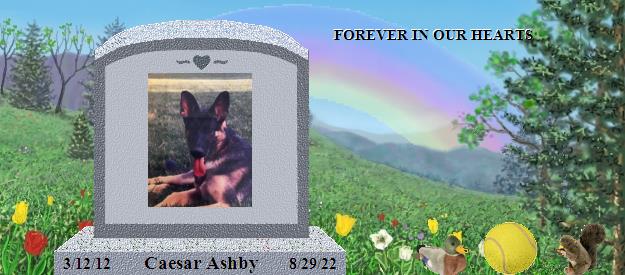 Caesar Ashby's Rainbow Bridge Pet Loss Memorial Residency Image