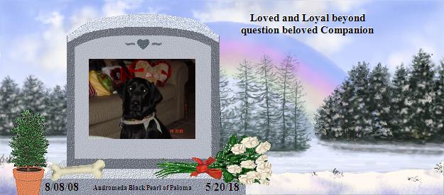 Andromeda Black Pearl of Paloma's Rainbow Bridge Pet Loss Memorial Residency Image
