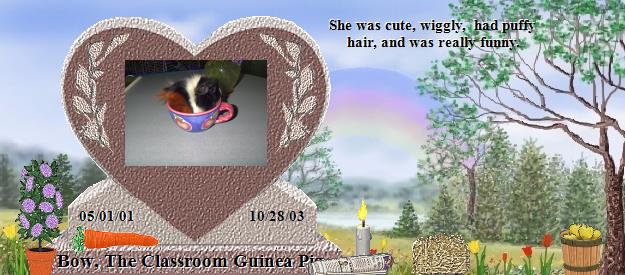 Bow, The Classroom Guinea Pig's Rainbow Bridge Pet Loss Memorial Residency Image
