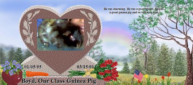 Boyd, Our Class Guinea Pig's Rainbow Bridge Pet Loss Memorial Residency Image