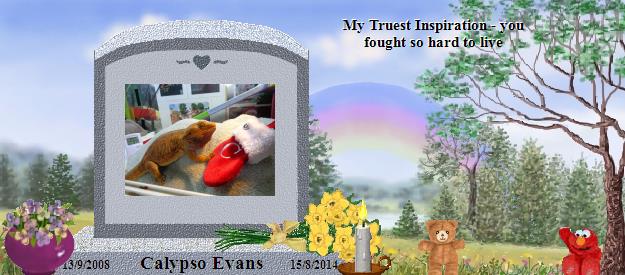 Calypso Evans's Rainbow Bridge Pet Loss Memorial Residency Image