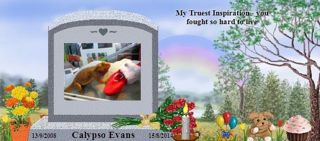 Calypso Evans's Rainbow Bridge Pet Loss Memorial Residency Image