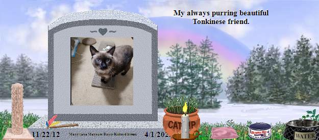 Maggi (aka Magnum/Roger Richard Simon)'s Rainbow Bridge Pet Loss Memorial Residency Image