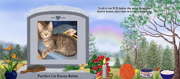 Purrfect Cat Rescue Babies's Rainbow Bridge Pet Loss Memorial Residency Image
