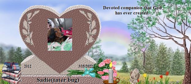 Sadie(tater bug)'s Rainbow Bridge Pet Loss Memorial Residency Image