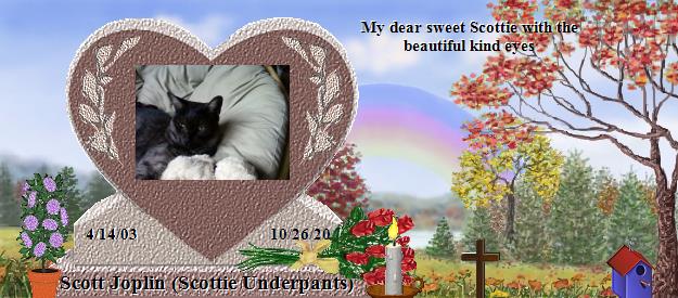 Scott Joplin (Scottie Underpants)'s Rainbow Bridge Pet Loss Memorial Residency Image