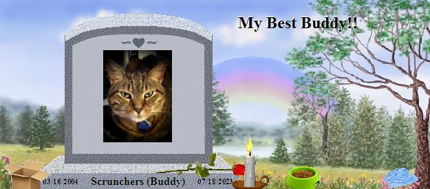 Scrunchers (Buddy)'s Rainbow Bridge Pet Loss Memorial Residency Image