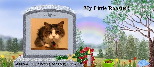 Tuckers (Rooster)'s Rainbow Bridge Pet Loss Memorial Residency Image