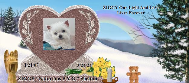 ZIGGY "Notorious P.Y.G." Shelton's Rainbow Bridge Pet Loss Memorial Residency Image