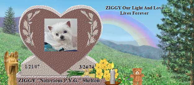 ZIGGY "Notorious P.Y.G." Shelton's Rainbow Bridge Pet Loss Memorial Residency Image