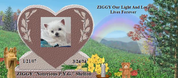 ZIGGY "Notorious P.Y.G." Shelton's Rainbow Bridge Pet Loss Memorial Residency Image